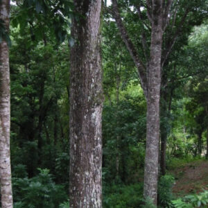 Fijian Genuine Mahogany Trees