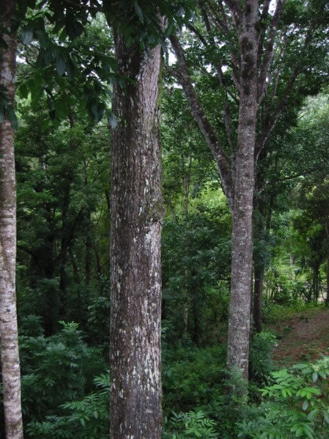 Fijian Genuine Mahogany Trees
