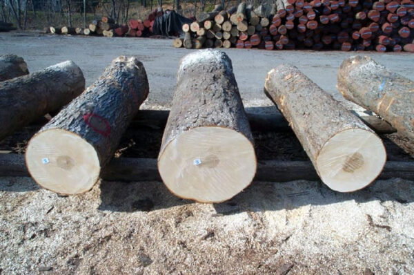 Hardwood Logs - Random