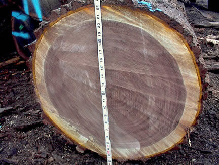 Hardwood Logs- Walnut 23 Inch Diameter