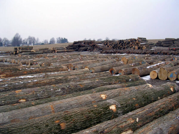 Hardwood Logs - White Oak Logs