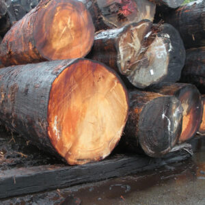 Softwood Lumber Douglas Fir Logs