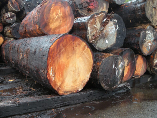 Softwood Lumber Douglas Fir Logs